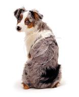 Around Town Mobile Veterinary Clinic Around Town Mobile Veterinary Clinic
